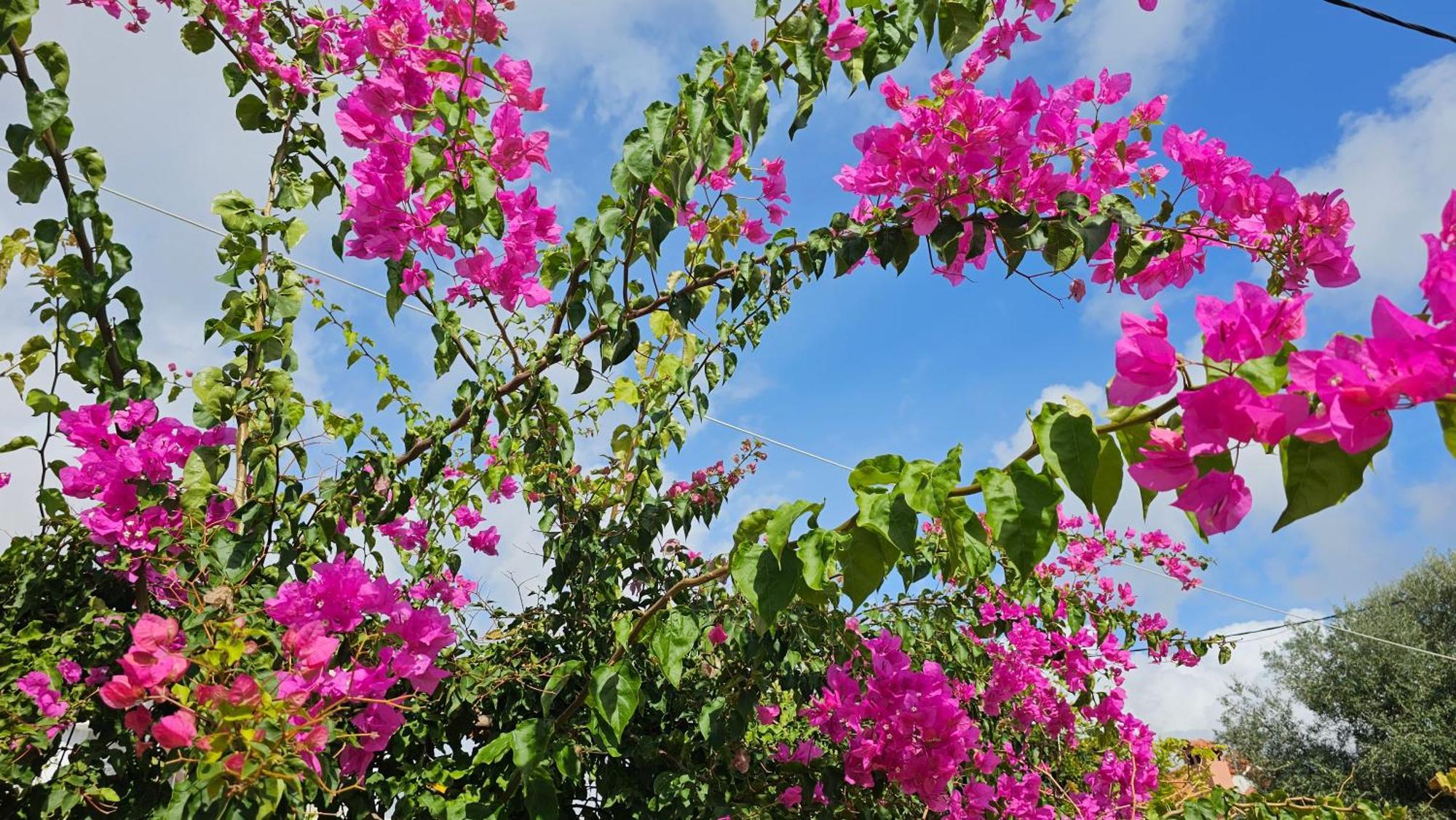 Pesádha Ploes Luxury Cottages מראה חיצוני תמונה