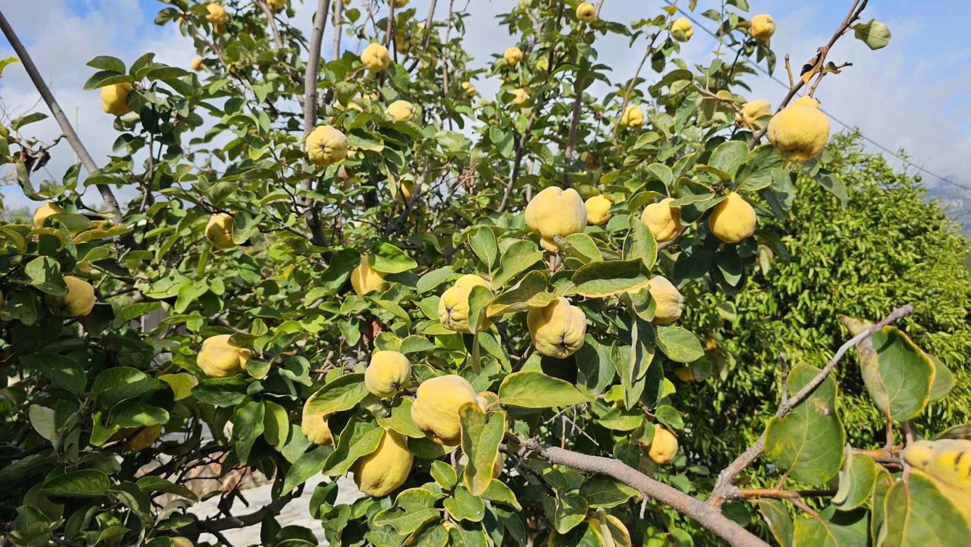 Pesádha Ploes Luxury Cottages מראה חיצוני תמונה